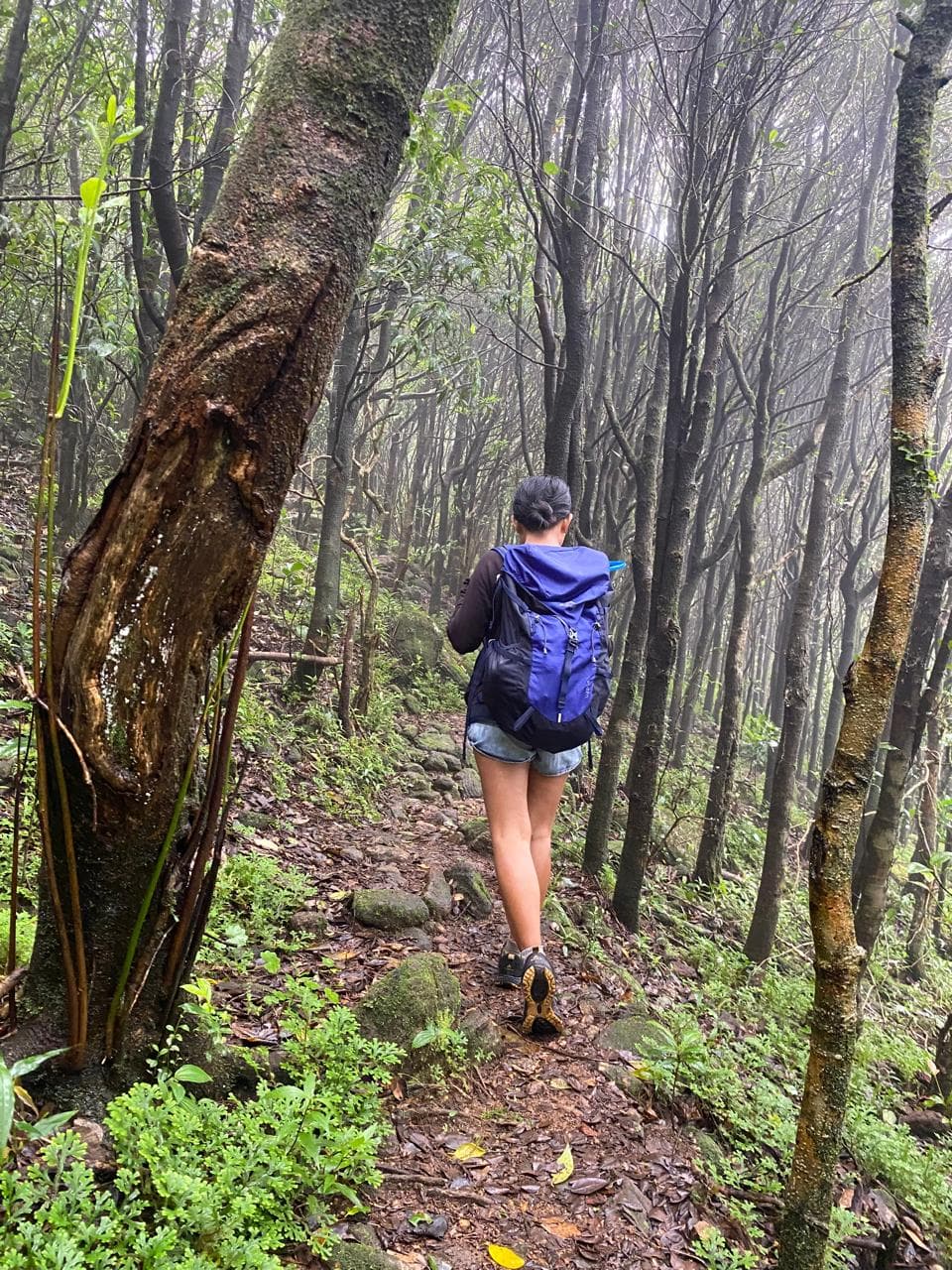 Dense forest trails