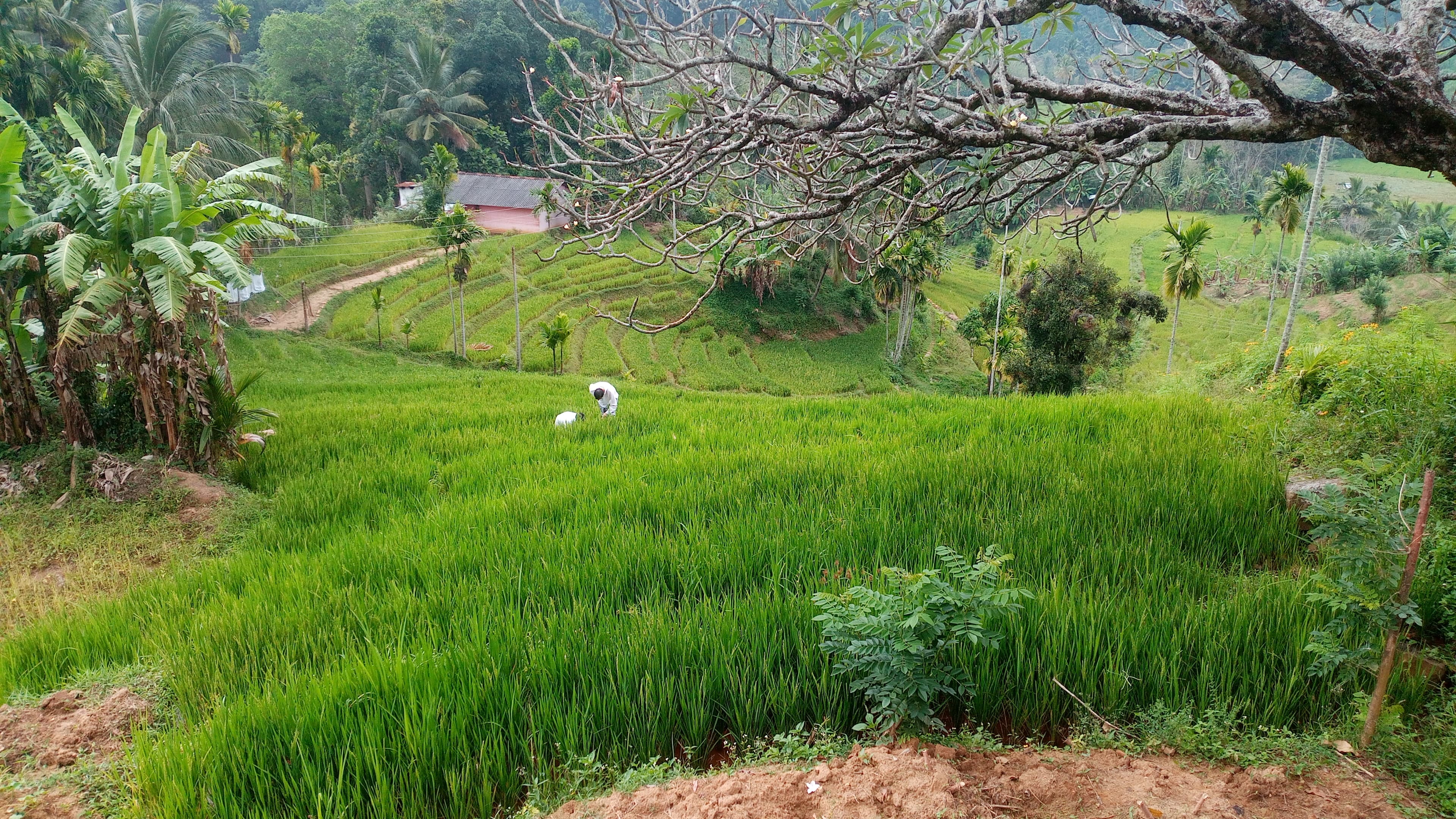 Trekking group in Knuckles