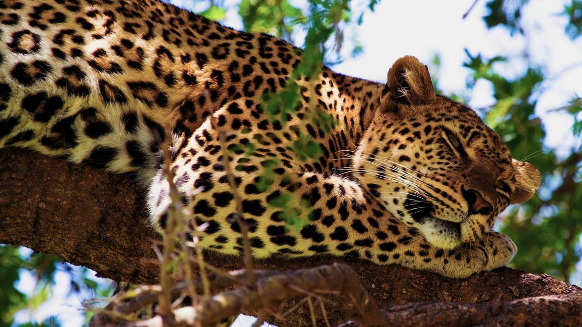 Safari Tour