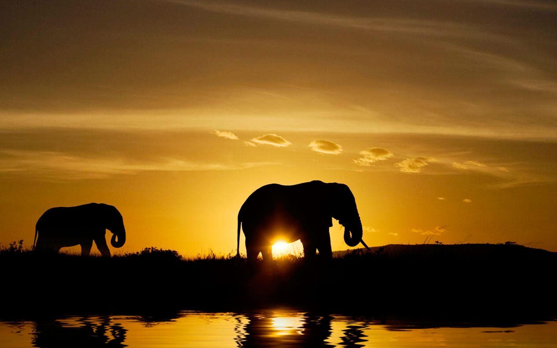 Safari Adventure
